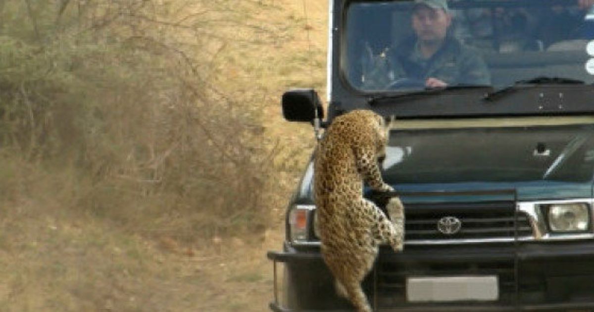 safari attack