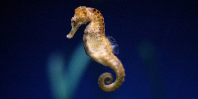 Rechauffement Climatique Surpeche Et Pollution Ont Fait Disparaitre La Moitie Des Animaux Marins En 40 Ans Le Huffpost Rechauffement Climatique Surpeche Et Pollution Ont Fait Disparaitre La Moitie Des Animaux Marins En 40 Ans Le Huffpost