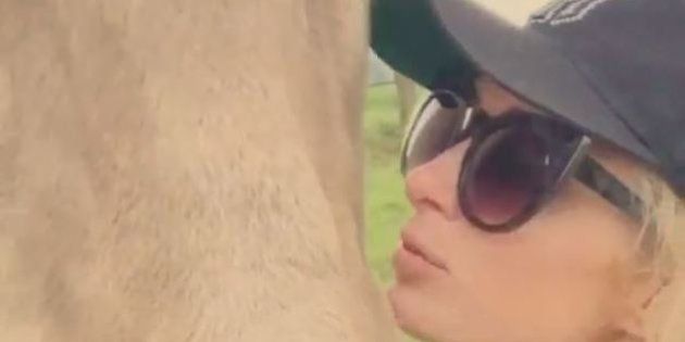 VIDÉOS. Paris Hilton prend la pose avec des vaches