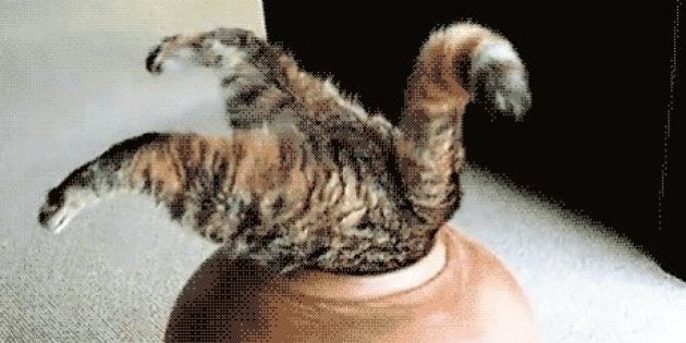 15 Gifs De Chats A L Occasion De La Journee Internationale Du Chat Le Huffpost 15 Gifs De Chats A L Occasion De La Journee Internationale Du Chat Le Huffpost