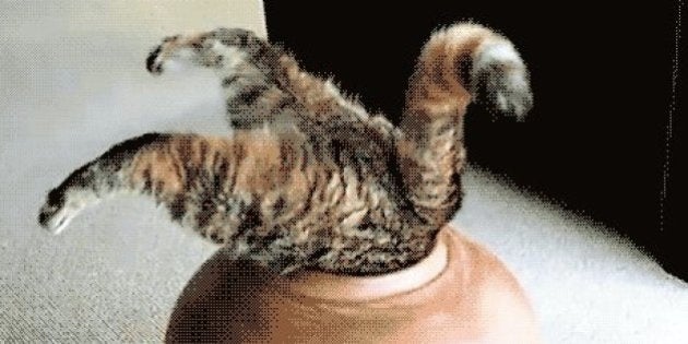 15 Gifs De Chats A L Occasion De La Journee Internationale Du Chat Le Huffpost