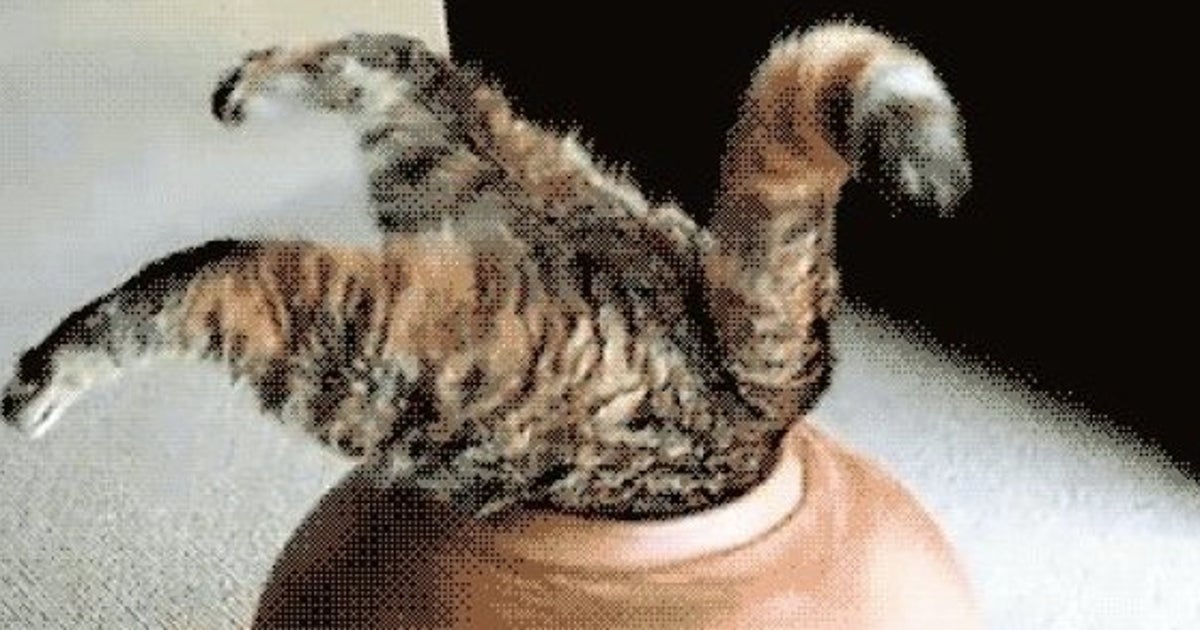 15 Gifs De Chats A L Occasion De La Journee Internationale Du Chat Le Huffpost