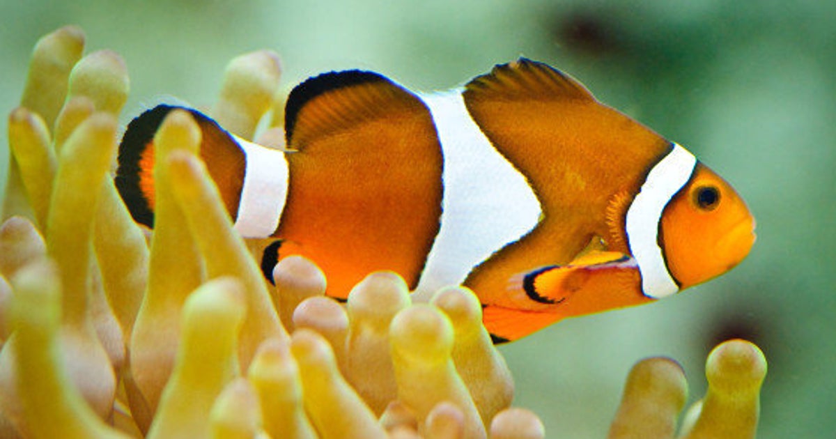 Nemo Le Poisson Clown Du Pacifique Pourrait Etre Place Par Les Etats Unis Sur La Liste Des Especes Menacees Le Huffpost
