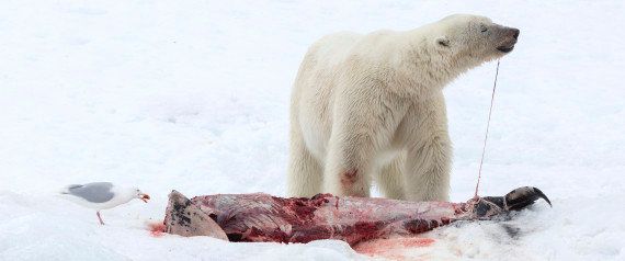 Ours polaire: l'auteure de la photo qui a fait le tour du ...