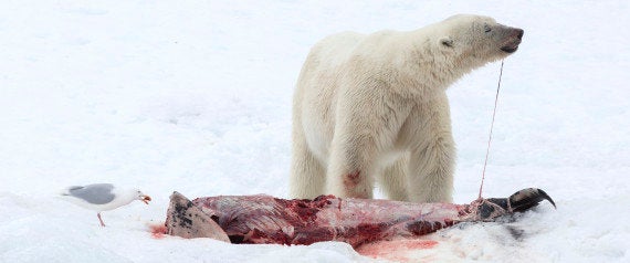 Ours Polaire L Auteure De La Photo Qui A Fait Le Tour Du Monde Lance Un Appel Contre Le Rechauffement Le Huffpost