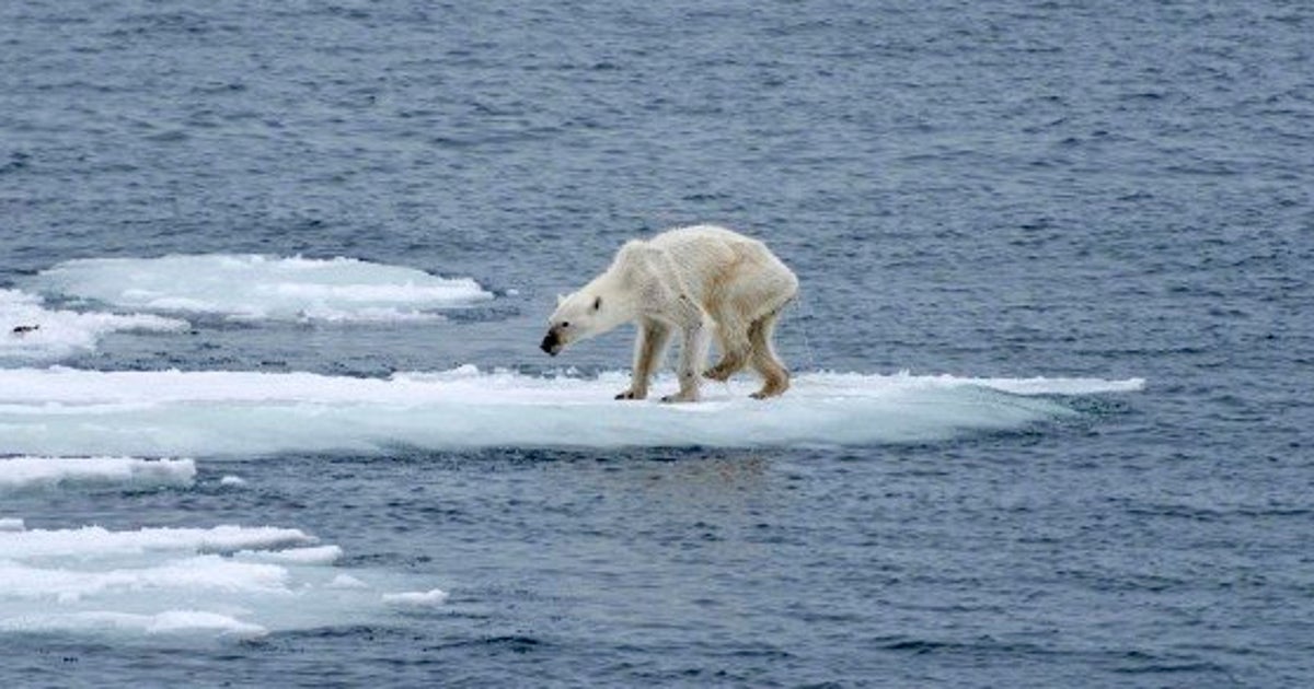 Ours Polaire L Auteure De La Photo Qui A Fait Le Tour Du Monde Lance Un Appel Contre Le Rechauffement Le Huffpost