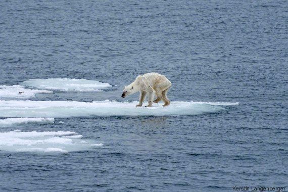 Ours Polaire L Auteure De La Photo Qui A Fait Le Tour Du Monde Lance Un Appel Contre Le Rechauffement Le Huffpost