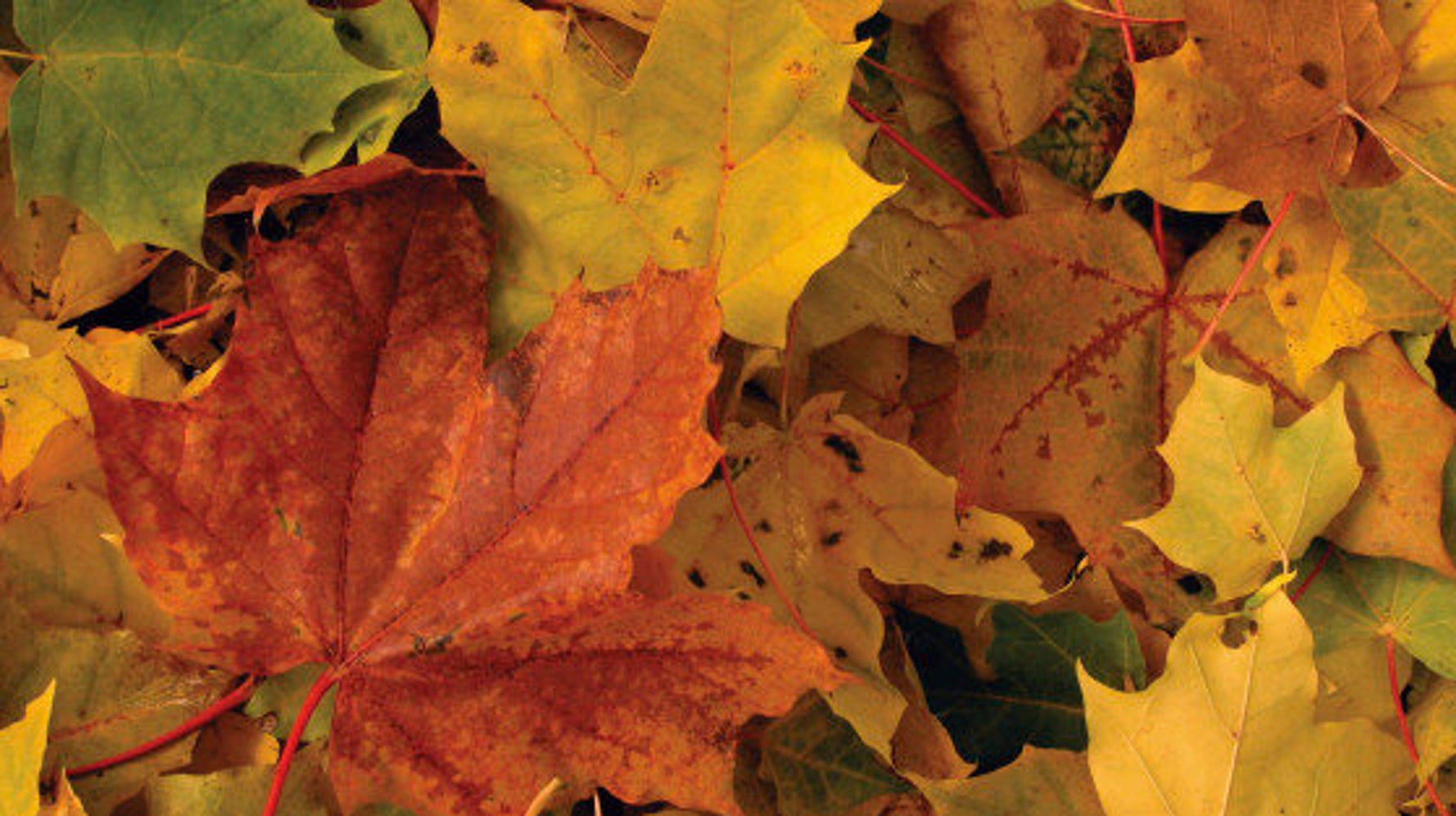 Pourquoi Les Feuilles D Automne Sont Rouges Oranges Ou Jaunes Le Huffington Post Life Pourquoi Les Feuilles D Automne Sont Rouges Oranges Ou Jaunes Le Huffington Post Life