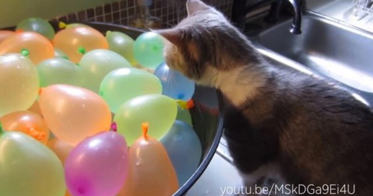Video Ces Chiens Et Chats Qui Crevent Des Ballons De Baudruche Vont Vous Amuser Le Huffpost Video Ces Chiens Et Chats Qui Crevent Des Ballons De Baudruche Vont Vous Amuser Le Huffpost