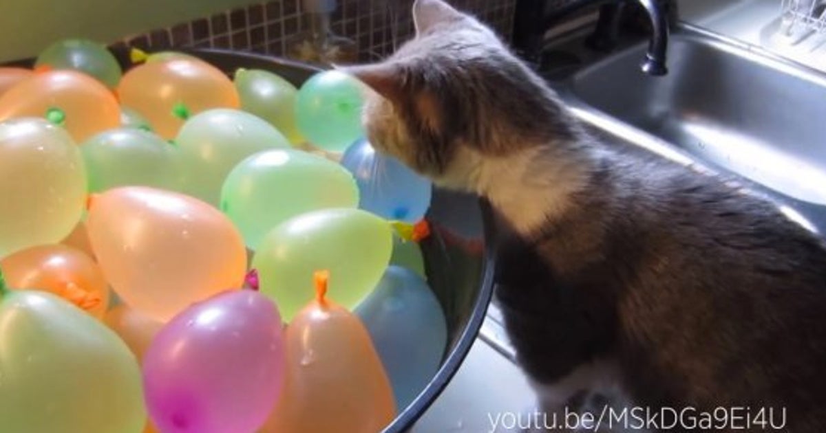 Video Ces Chiens Et Chats Qui Crevent Des Ballons De Baudruche Vont Vous Amuser Le Huffpost