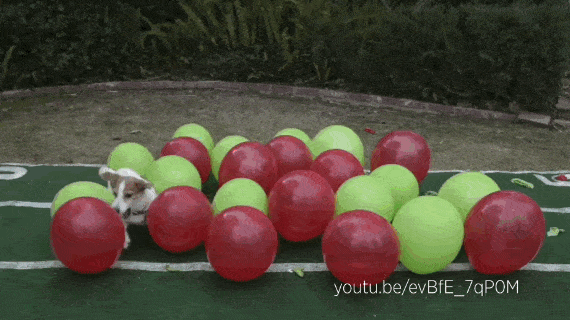 Video Ces Chiens Et Chats Qui Crevent Des Ballons De Baudruche Vont Vous Amuser Le Huffpost Video Ces Chiens Et Chats Qui Crevent Des Ballons De Baudruche Vont Vous Amuser Le Huffpost
