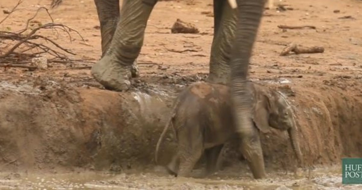 VIDÉO. Un éléphant utilise sa trompe pour sauver un éléphanteau Le HuffPost