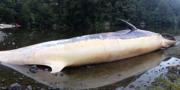 337 baleines se sont échouées sur les côtes de la Patagonie