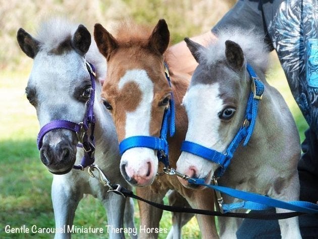 Photos Des Chevaux Miniatures Au Service Des Patients Le Huffington Post Life Photos Des Chevaux Miniatures Au Service Des Patients Le Huffington Post Life