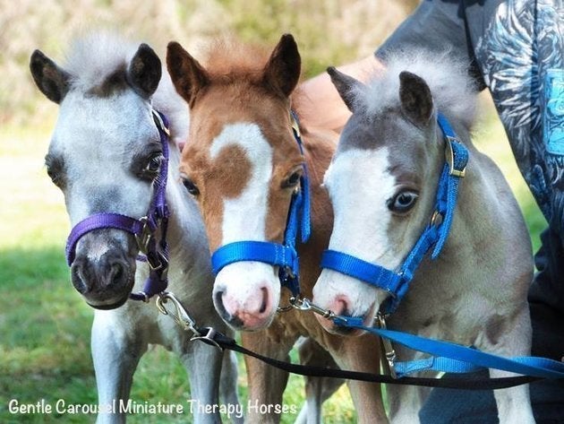 Photos Des Chevaux Miniatures Au Service Des Patients Le Huffington Post Life