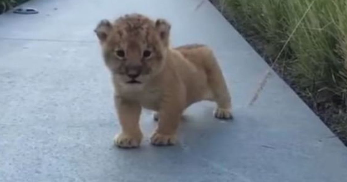 Video Ce Bebe Lion Qui Essaie De Rugir Va Vous Faire Fondre Le Huffpost