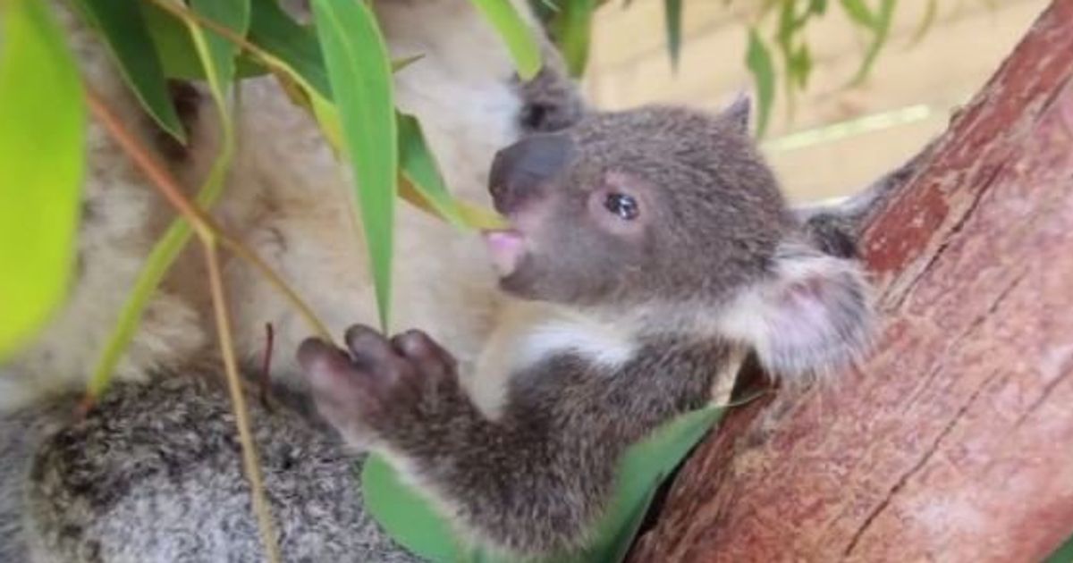 Video Ce Bebe Koala Sort Pour La Premiere Fois De La Poche De Sa Mere Le Huffpost