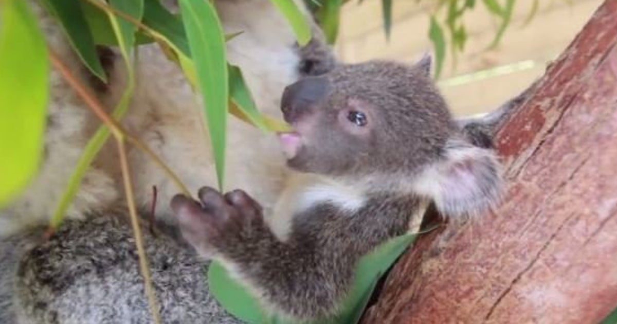 Video Ce Bebe Koala Sort Pour La Premiere Fois De La Poche De Sa Mere Le Huffpost