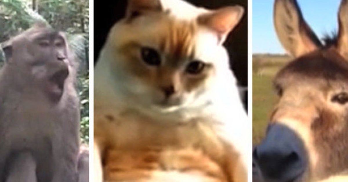 Video Ces Animaux Ont Le Hoquet Et C Est Irresistible Le Huffpost