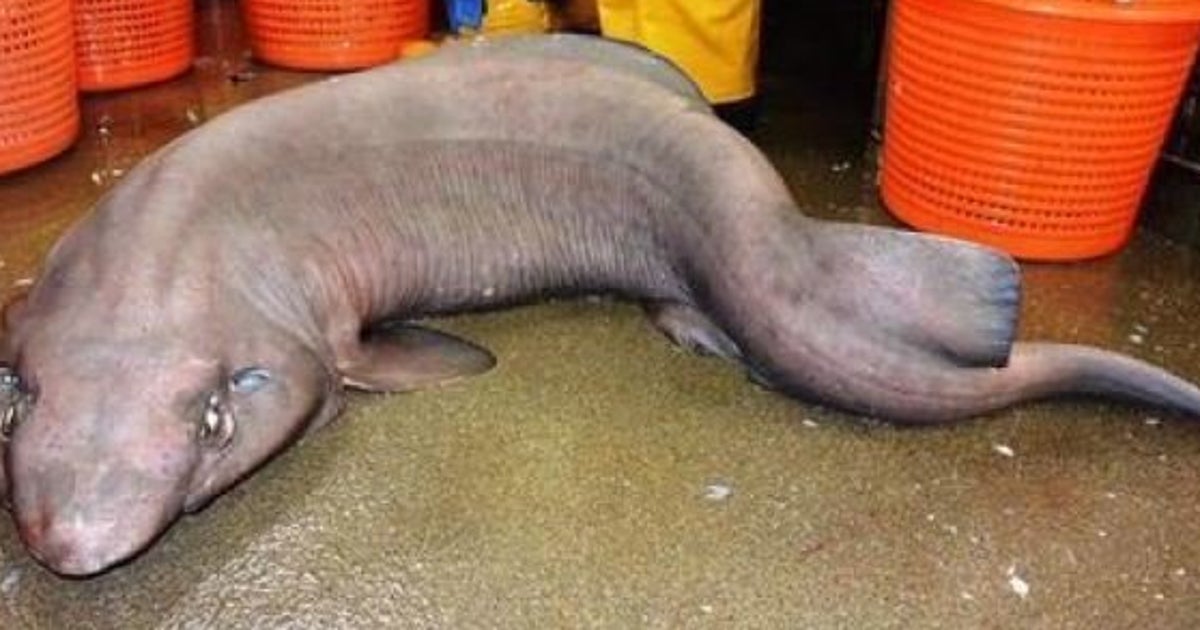 Photo Un Faux Requin Chat Apercu Pour La Premiere Fois Dans Les Eaux Ecossaises Le Huffpost Photo Un Faux Requin Chat Apercu Pour La Premiere Fois Dans Les Eaux Ecossaises Le Huffpost