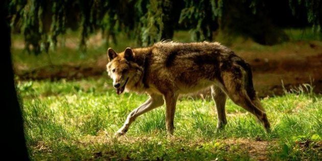 Agriculture : la drôle de mesure sur la chasse au loup tombe à pic (mais ni pour le porc ni le