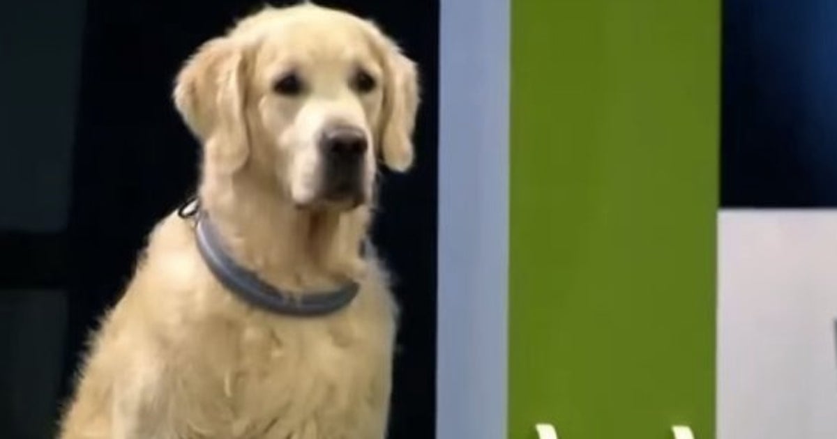 Téléchargement gratuit Images Video La Competition Ce Chien N En A Rien A Faire Le dernière par