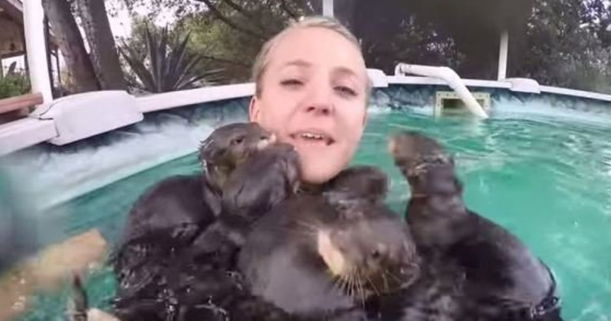 Video Des Bebes Loutres Attaquent Une Jeune Femme En La Couvrant De Bisous Le Huffpost Video Des Bebes Loutres Attaquent Une Jeune Femme En La Couvrant De Bisous Le Huffpost