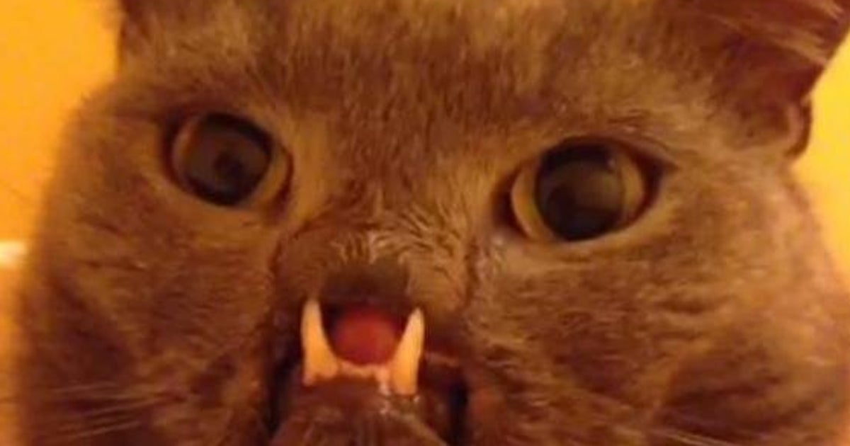 Video Lazarus Le Chat Vampire Sur Vine Nouveau Felin Star D Internet Le Huffpost Video Lazarus Le Chat Vampire Sur Vine Nouveau Felin Star D Internet Le Huffpost