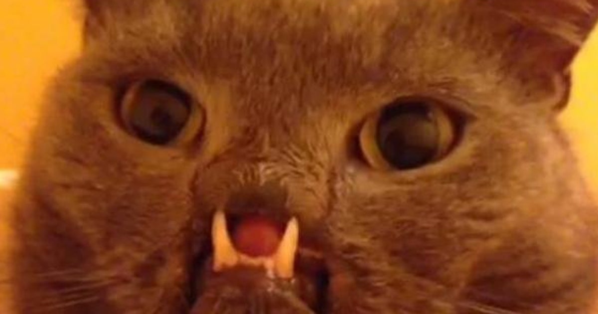 Video Lazarus Le Chat Vampire Sur Vine Nouveau Felin Star D Internet Le Huffpost