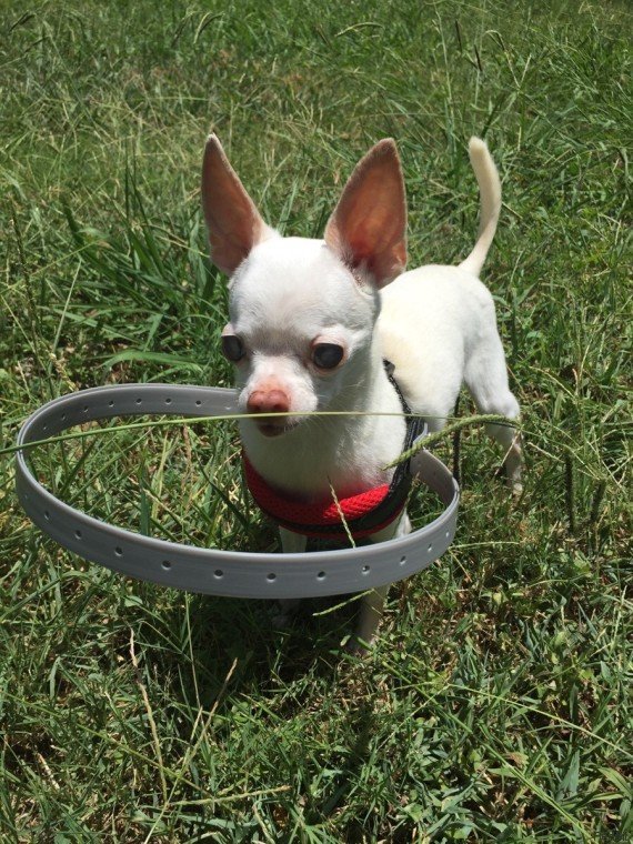 VIDÉO. Un petit chien aveugle nu0027a plus peur de se promener grâce à 