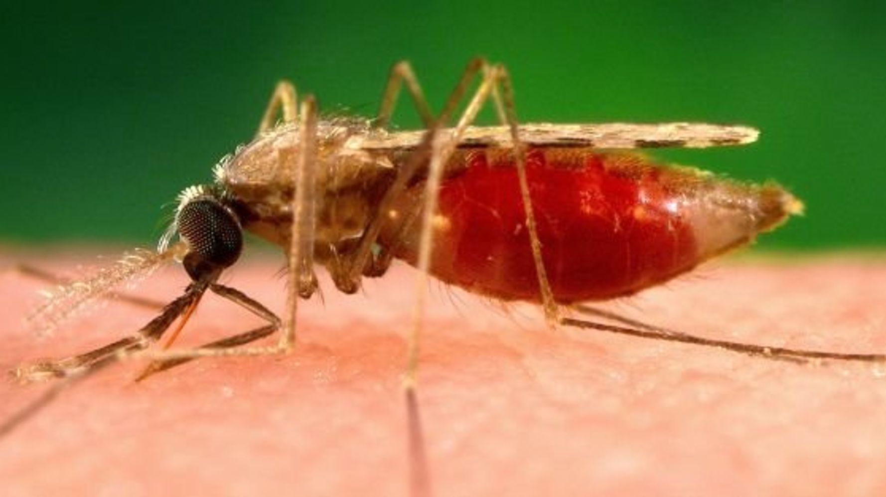 Le moustique responsable du paludisme craint l&#39;odeur du poulet | Le  Huffington Post LIFE