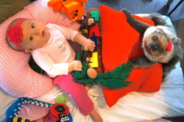 Video Un Bebe De 5 Mois Se Prend D Affection Pour Un Jeune Paresseux Le Huffpost