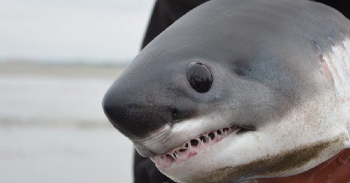 Photos Ce Bebe Requin Vaut Le Detour Nement Le Huffpost