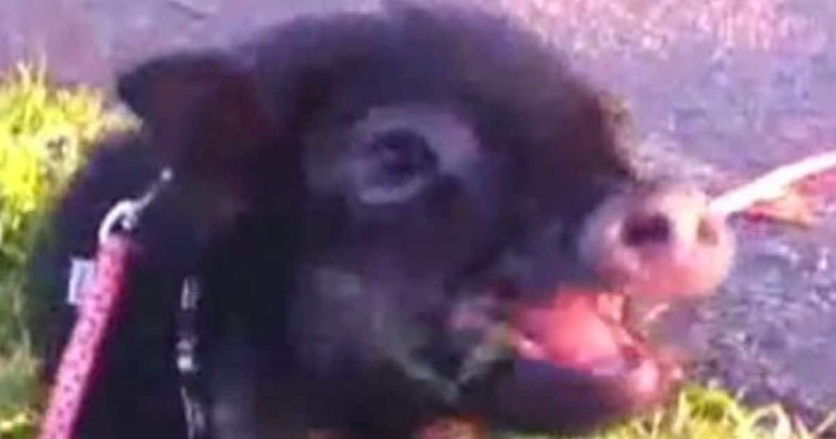 Video Ces Bebes Cochons Vont Embellir Votre Week End Le Huffpost Video Ces Bebes Cochons Vont Embellir Votre Week End Le Huffpost