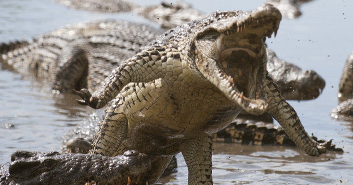 La Sagesse Des Crocodile Attaques de crocodiles: un fichier mondial vient d'être crée | Le HuffPost