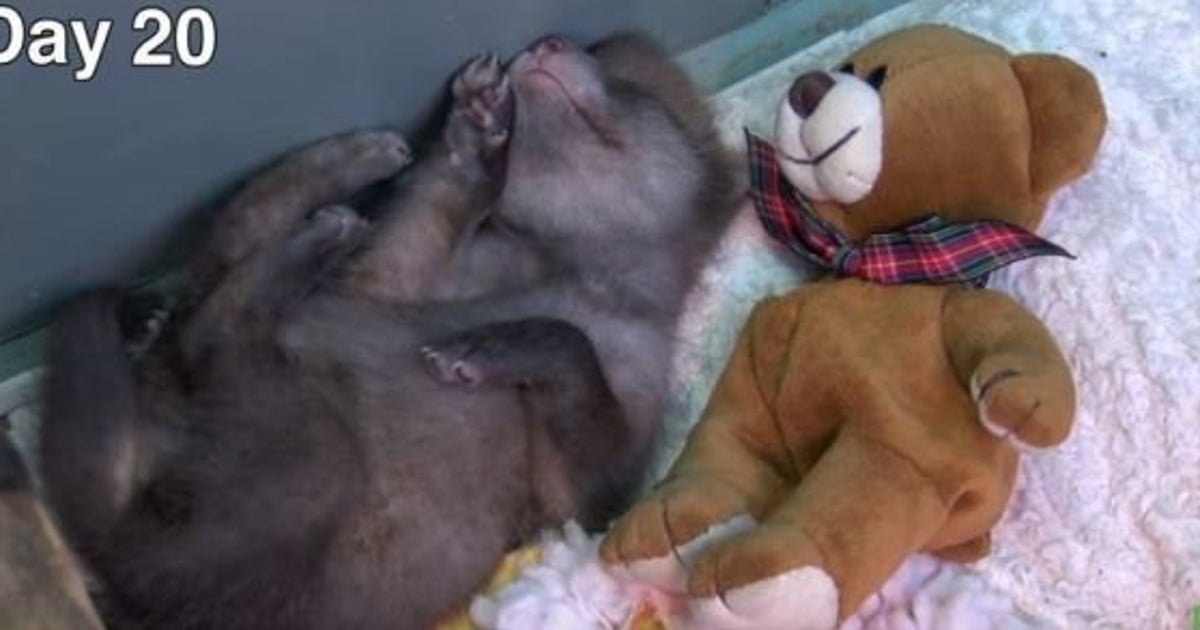 Video Petit Renard Deviendra Grand En Moins D Une Minute Le Huffpost