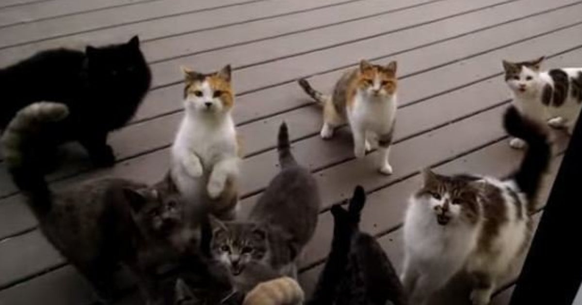 Video Une Meute De Chats Tres Bruyants Attendent D Etre Nourris Le Huffpost