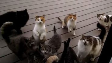 Video Une Meute De Chats Tres Bruyants Attendent D Etre Nourris Le Huffpost