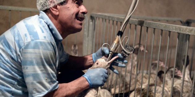 VIDÉOS. Les canards à foie gras mutilés et leurs canetons broyés dans des productions françaises filmées...