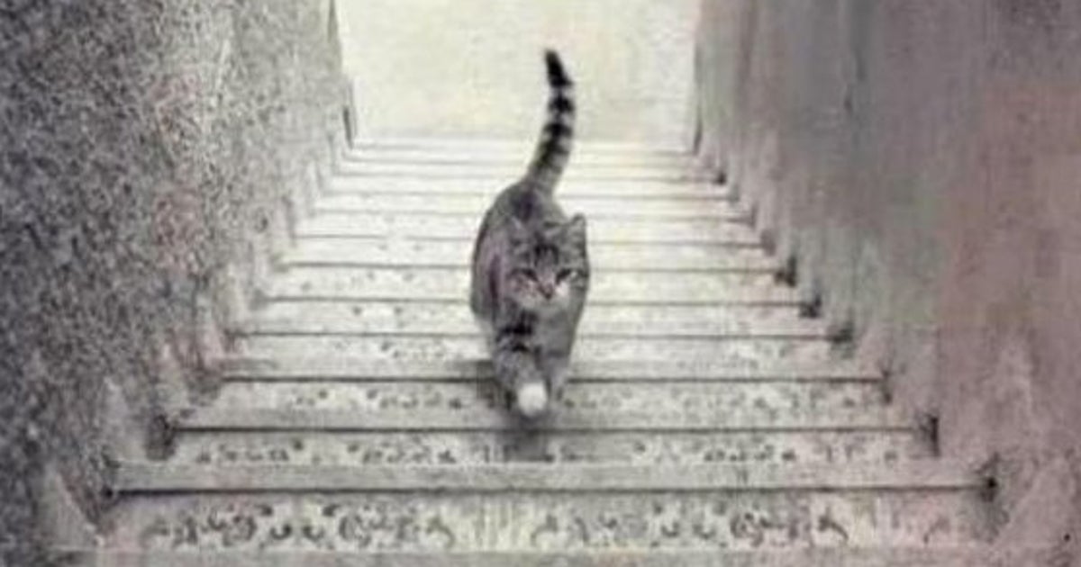 Photo Ce Chat Monte Ou Descend Les Escaliers Selon Vous Le Huffpost