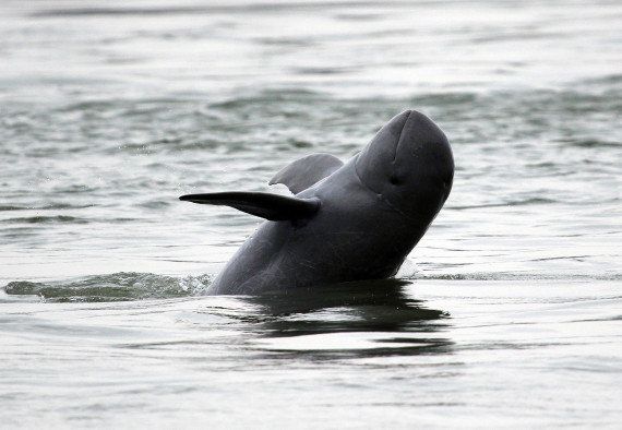 Un des six dauphins de l'Irrawaddy du Laos est