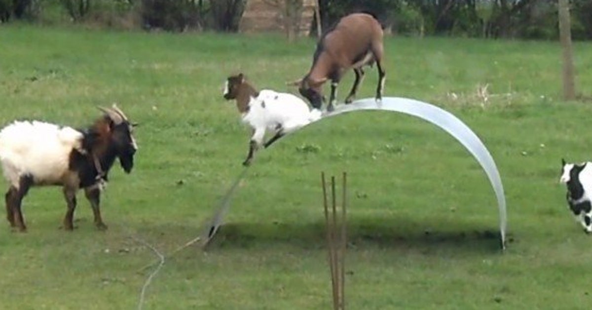 Video Des Chevres Sautent Sur Une Tole En Fer Comme Sur Un Toboggan Pour S Amuser Le Huffpost Video Des Chevres Sautent Sur Une Tole En Fer Comme Sur Un Toboggan Pour S Amuser Le Huffpost