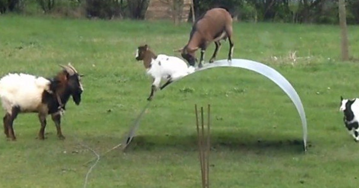 Video Des Chevres Sautent Sur Une Tole En Fer Comme Sur Un Toboggan Pour S Amuser Le Huffpost