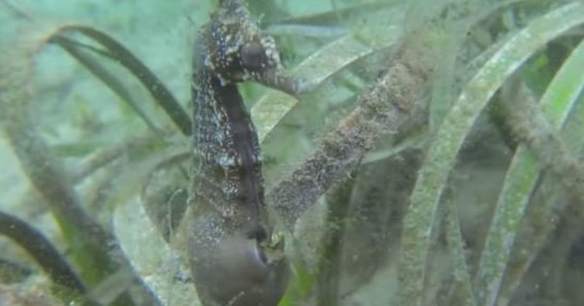 Video Deux Etudiants Filment La Naissance De Bebes Hippocampes Et C Est Assez Rare Le Huffpost Video Deux Etudiants Filment La Naissance De Bebes Hippocampes Et C Est Assez Rare Le Huffpost