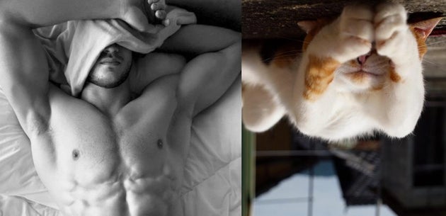 L Etrange Correlation Entre Les Morsures De Chat Et La Depression Le Huffington Post Life