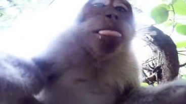 Video Singe Video Singe