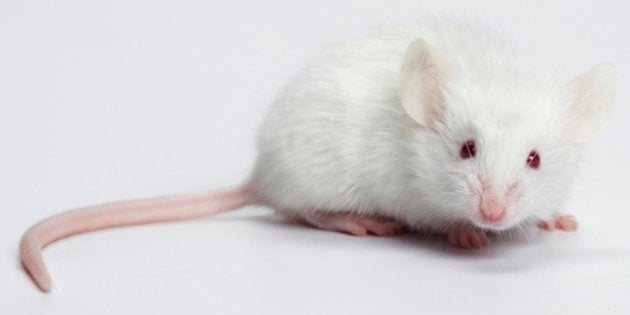 Des Souris Plus Intelligentes Que La Moyenne Grace A Un Cerveau A Moitie Humain Le Huffington Post Life