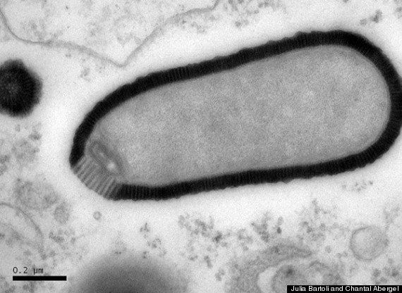 Un nouveau type de virus géant âgé de plus de 30.000 ans découvert dans le sol gelé de