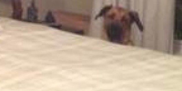 Photobombing : il laisse son chien gâcher les photos de son appartement pour mieux le