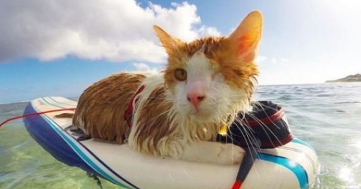 Video Ce Chat Borgne Surfe Et Se La Coule Douce A Hawai Le Huffpost